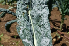 kale-powdery-mildew_16653119779_o