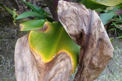 leaf-spot-and-blight-of-spider-lily_16671280358_o