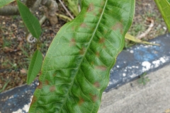 plumeria-powdery-mildew_16734193248_o