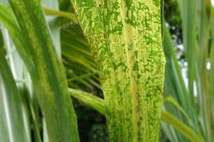 sugarcane-mosaic-symptoms-on-leaves_16053274304_o