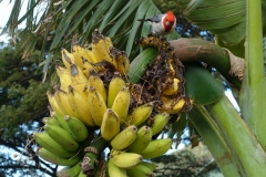 the-red-crested-cardinal-paroaria-coronata-feeding-on-banana-fingers_16133505254_o