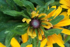 black-eyed-susan-floral-virescence-and-phyllody_15791827783_o