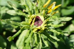 black-eyed-susan-phyllody-and-floral-virescence_16265411484_o