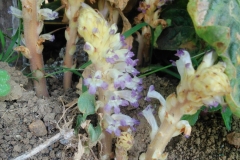 broomrape-orobanche-sp-infecting-tomato_16663265381_o