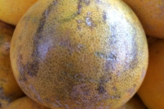 citrus-melanose-tear-stain-symptom_16420330065_o