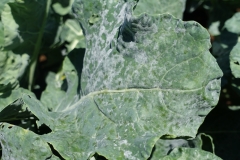 crucifers-powdery-mildew_16813364126_o