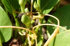 cuscuta-sandwichensis-kaunaoa-infesting-beach-morning-glory-ipomoea-pes-caprae-subsp-brasiliensis_16516904966_o