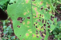eggplant-cercospora-leaf-spot-and-chinese-rose-beetle-feeding-injury_16653899981_o