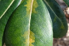 japanesse-pittosporum-cercospora-leaf-spot_16731937268_o