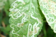 leafminers-on-a-weed_15979104704_o