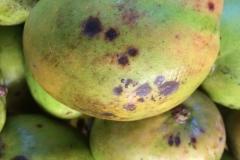 mango-anthracnose_15992255474_o