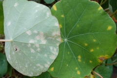 nasturtium-powdery-mildew_16743726992_o