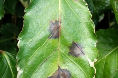 panax-bacterial-leaf-blight_16502486912_o