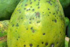 papaya-black-spot_16888597432_o