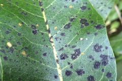 sooty-mold-and-algal-leaf-spot_16422696465_o