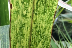 sugarcane-mosaic-symptoms-on-leaves_16674233181_o