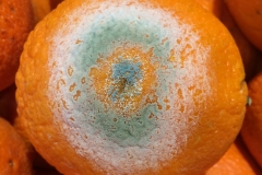 sweet-orange-penecillium-mold_16570549358_o