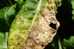 swiss-chard-cercospora-leaf-spot_16874962101_o