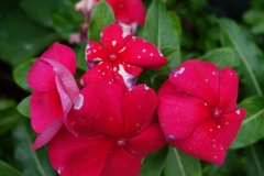 catharanthus-roseus-madagascar-periwinkle-botrytis-blight-of-flowers_16147568411_o