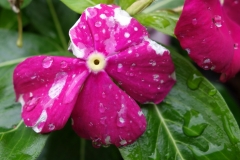 catharanthus-roseus-madagascar-periwinkle-botrytis-blight-of-flowers_16149481325_o