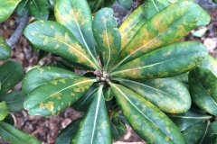 cercospora-leaf-spot-of-japanese-pittosporum-pittsporum-tobira-caused-by-cercospora-pittospori_16115408896_o