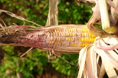 dsc04972-gibberella-zea-corn-ear-stalk-rot_5791759420_o