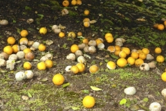 fallen-citrus-with-penecillium-mold_8962639778_o