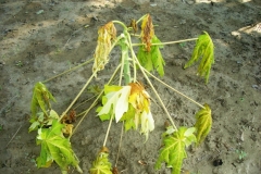 fungal-wilt-of-papaya-wilting-chlorosis-and-necrosis_9178777222_o