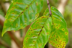 guava-psidium-guajava-algal-leaf-spot_43692815392_o