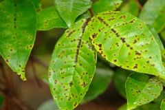 guava-psidium-guajava-algal-leaf-spot_43692819362_o