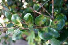 ligustrum-japonica-japanese-privet-powdery-mildew_11571304914_o