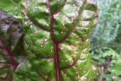swiss-chard-cercospora-leaf-spot_15527238904_o