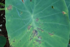 taro-leaf-blight_8692908093_o