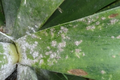 agave-mealybugs_33048199101_o