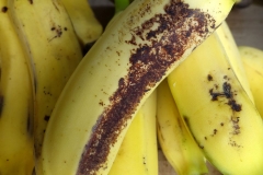 banana-musa-sp-sugarcane-bud-moth-decadarchis-flavistriata-injury_30571743816_o