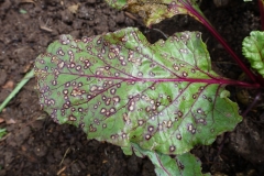 beet-cercospora-leaf-spot_32716270740_o