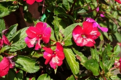 catharanthus-roseus-madagascar-periwinkle-botrytis-blight-of-flowers_33265752624_o