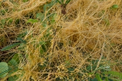 cuscuta-sandwichiana-endemic-hawaiian-dodder_33385027974_o