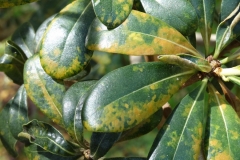 japanese-pittosporum-cercospora-leaf-spot_33117630514_o