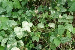 legume-leaf-injury-due-to-cotton-lace-bugs-corythucha-gossypii_31973244195_o