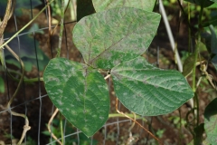 long-bean-powdery-mildew_32014736650_o