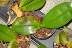 orchid-bacterial-leaf-blight-caused-by-erwinia-sp_12504094455_o