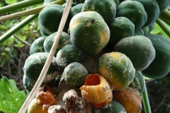 papaya-fruits-mites-snow-scale-latexosis-and-bird-feeding-injury_30439940400_o