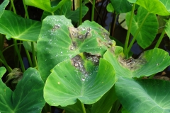 taro-colocasia-esculenta-leaf-blight_31809527445_o