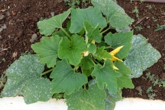 zucchini-powdery-mildew_32144996750_o