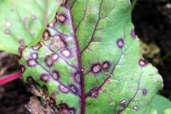 beet-cercospora-leaf-spot_13789145865_o