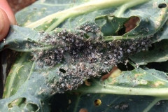brussel-sprout-a-cultivar-of-brassica-oleracea-cabbage-aphids-brevicoryne-brassicae_13474756985_o