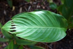 caterpillar-feeding-injury-to-canna-lily-leaf_11875062765_o
