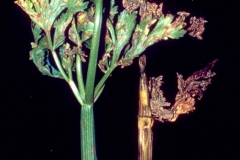celery-apium-graveolens-late-blight-septoria-leaf-spot-caused-by-septoria-apii_24117895128_o