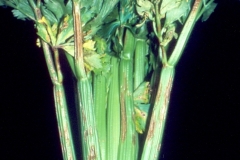 celery-apium-graveolens-septoria-leaf-spot-late-blight-caused-by-septoria-apii_24118129668_o